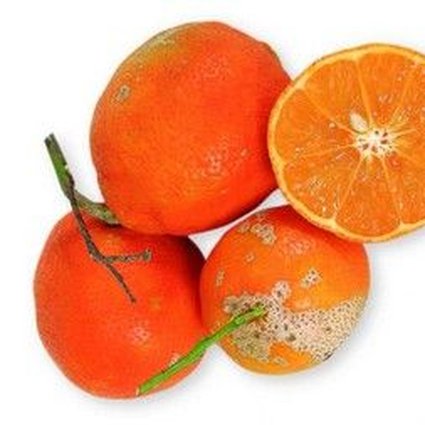 Muda Limão Cravo ou Rosa ou Comum Enxertado
